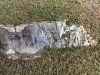Rockface closeup